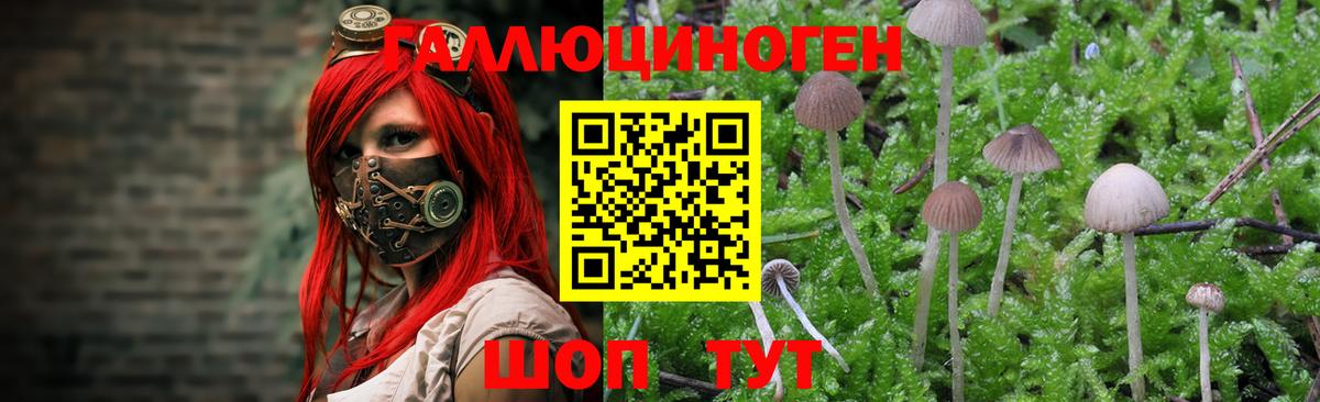 Псилоцибиновые грибы GOLDEN TEACHER Медногорск
